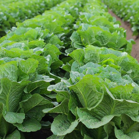 Fresh produce rescued from local growers