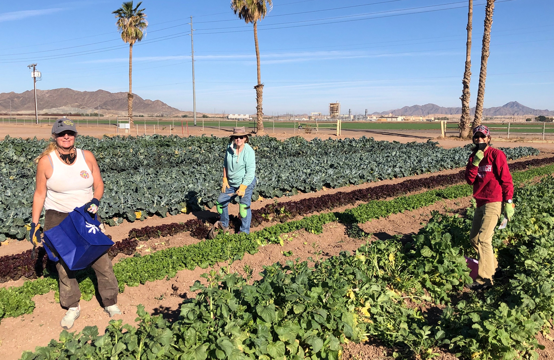 A volunteer harvesting fresh produce